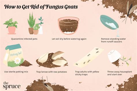 17 Plants That Eat Gnats Narranahkita