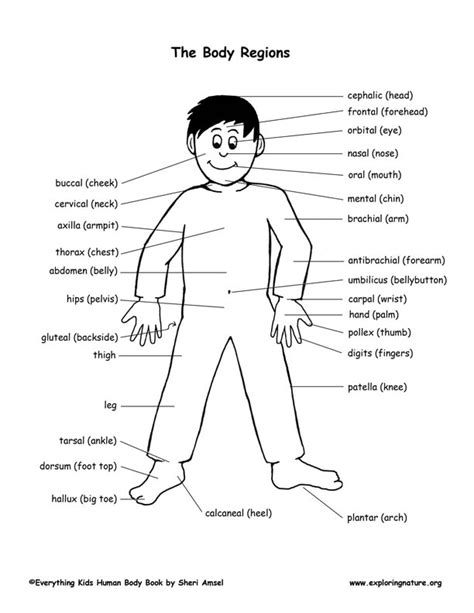 Body Regions Labeling Worksheet