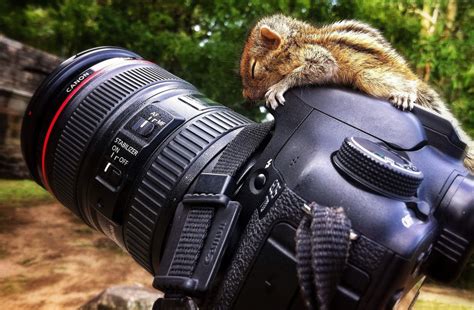 Wallpaper Squirrel Reflex Canon 7d Single Lens Reflex Camera