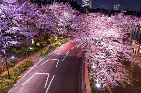 5 Best Places To See Night Cherry Blossoms In Tokyo 2020