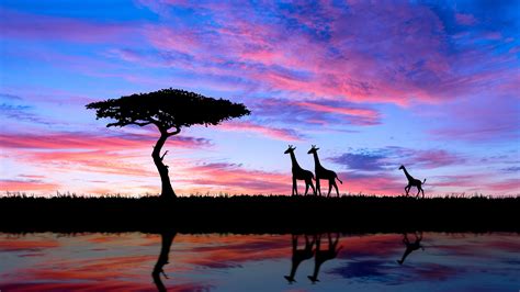 Giraffe Sunset Wallpapers Wallpaper Cave