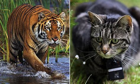 Are Domesticated Cats Better Hunters Than Dogs