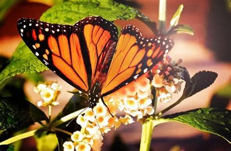 monarch butterfly description habitat image diet and interesting facts