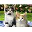 Two Lovely Kittens Wallpapers HD / Desktop And Mobile Backgrounds