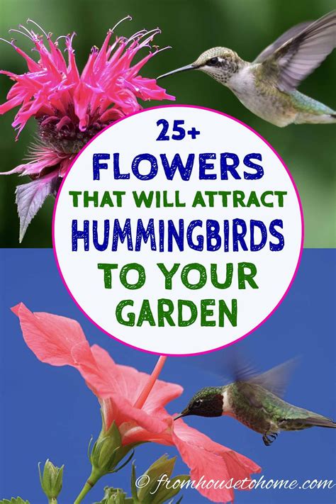 I Love These Hummingbird Plants So Many Flowers To Choose From That