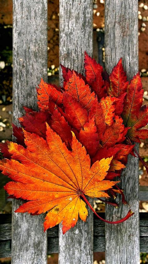 Cute Fall Leaves Wallpaper Pic Wabbit