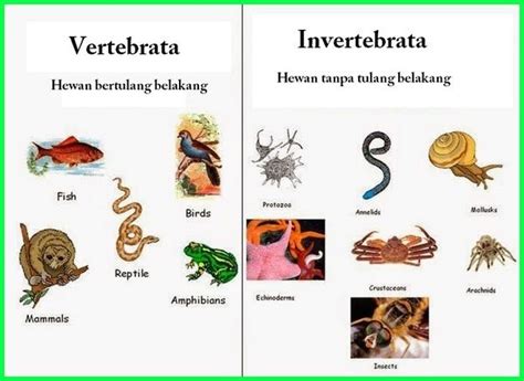 Mengenal Hewan Vertebrata Dan Avertebrata Ciri Dan Klasifikasinya