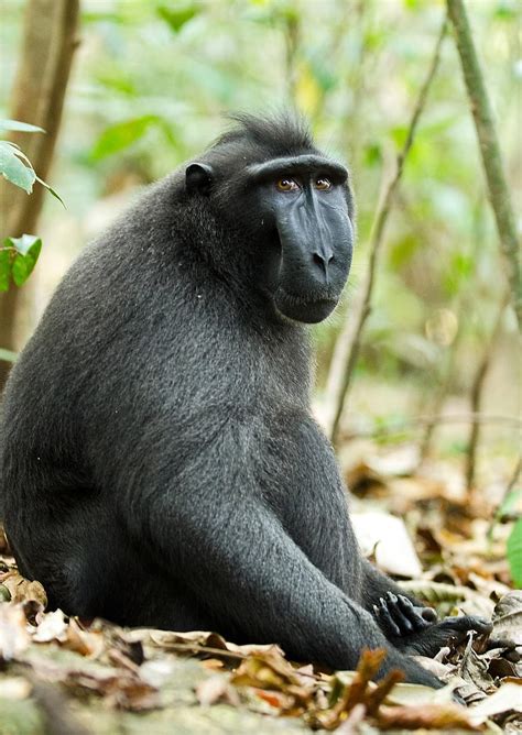 Monkey Primate Ape Wildlife Mammal Animal Black Crested Macaque