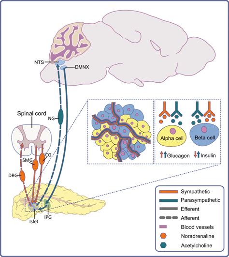 Sensory And Autonomic Innervation Of The Endocrine Pancreas The Islet