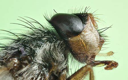 Several methods can help get rid of houseflies. Get rid of Lesser Houseflies. Advice. Ireland | Owl Pest ...