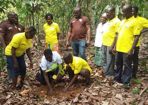Green Ghana Day Cocoa Abrabopa Association Plants 1500 Trees