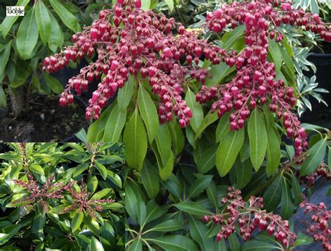 Pieris Japonica Valley Valentine Lavendelheide Schattenglöckchen