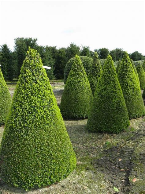English Yew Topiaries Most Beautiful Gardens Topiary Garden Taxus