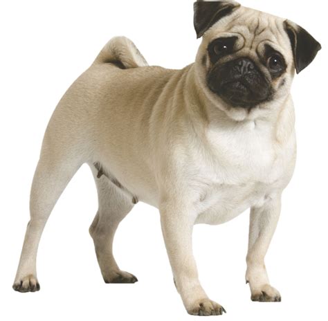 More than 12 million free png images available for download. 30 Most Beautiful Pug Dog Pictures And Images