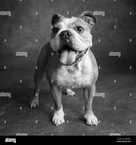 English Bulldog Black And White Stock Photos And Images Alamy