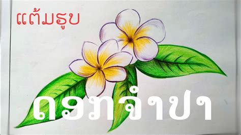 ແຕມຮບ ດອກຈຳປາ วาดรป ดอกจำปา by ຈອຍພນບານ YouTube