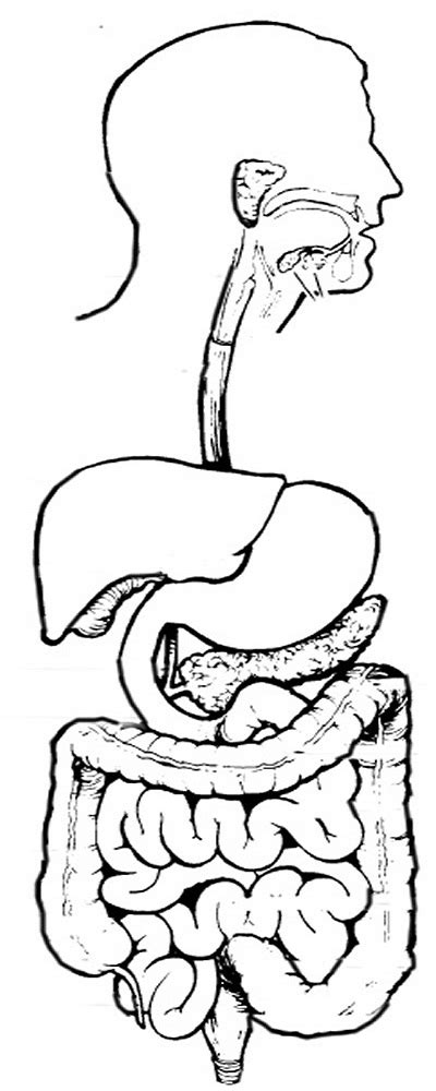 Digestive system coloring pages for kids. Digestive System Coloring page