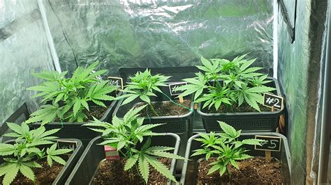 Strain Galerie Special Queen 1 Royal Queen Seeds Pic