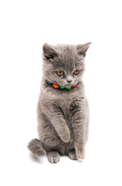 British Shorthair Grey Cat Isolated Stock Image Image Of Pretty
