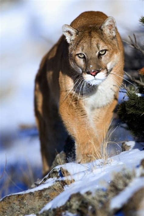 Mountain Lion Puma Native American Or Cougar Big