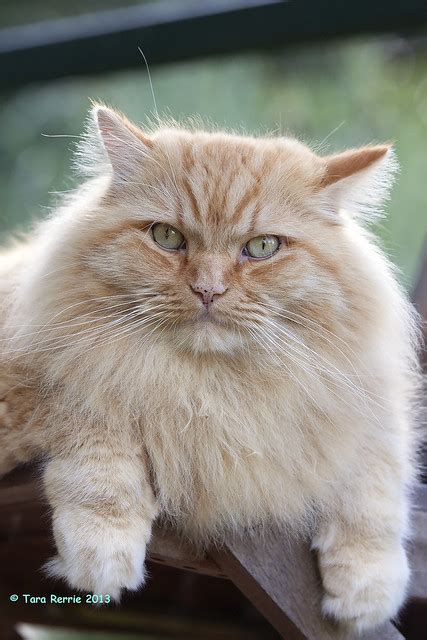 Ragamuffin Cat Pictures And Information Cat