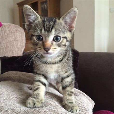 I've had ragdolls that would play fetch, shake a paw and play an aggressive game of kibble hockey! 5 TABBY KITTENS FOR SALE | in Benfleet, Essex | Gumtree