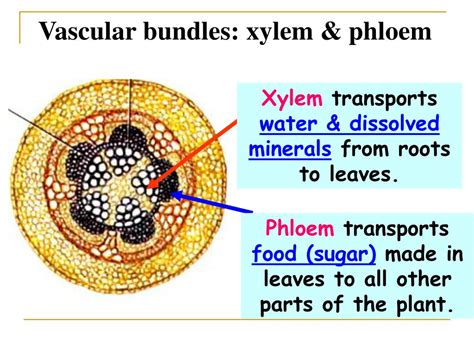 Explain The Roles Of Xylem And Phloem In Plants Worksheet Edplace