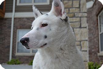 Find a pet to adopt. Manhattan, KS - Cattle Dog Mix. Meet Kaiser, a dog for ...