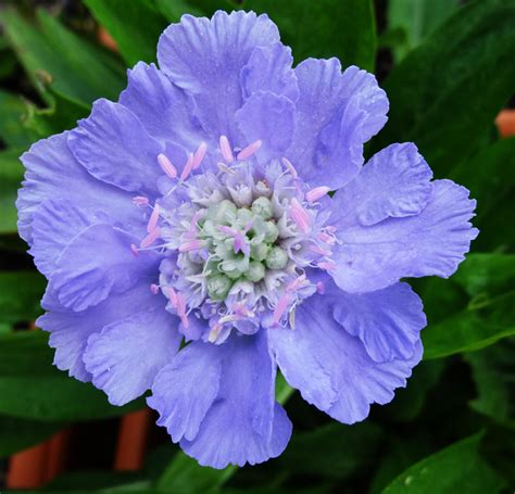 Scabiosa Caucasica ‘perfecta Blue Blue Perfection Pincushions Seedscape