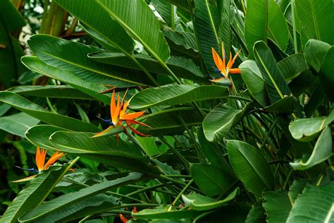 How To Care For A Bird Of Paradise Plant Better Homes And Gardens