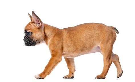 Best Dog Side View Stock Photos Pictures And Royalty Free Images Istock