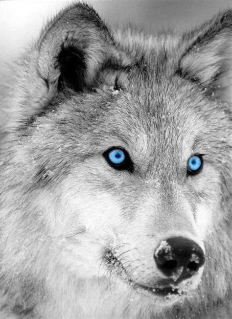 Blue Eyed Wolf Animaux Sauvages Images Loup Animaux