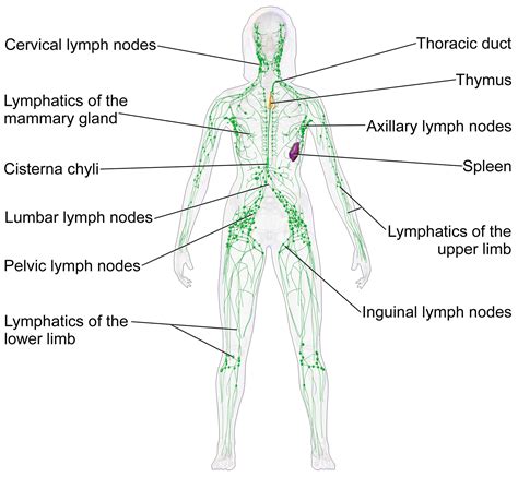 Lymphetic System