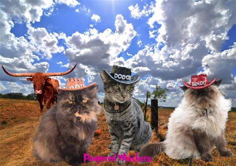 1000 Images About Catscowboycowgirl On Pinterest Cat