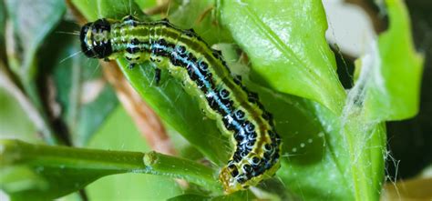Box Tree Caterpillar How To Identify And Treat 2022 Treat Your