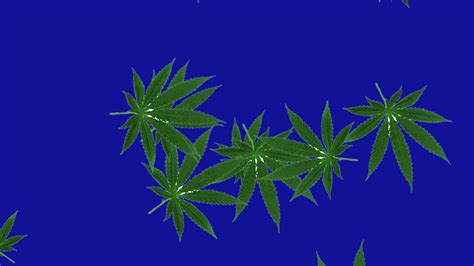 Weed Leaves Falling Blue Screengreen Screen Youtube