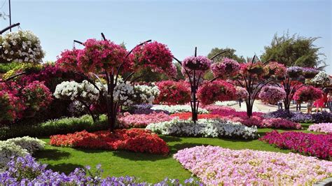 Flowers Gardens Top 50 Most Beautiful Flowers In Gardens