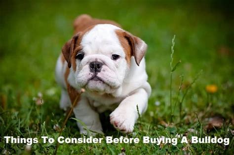 7 Things To Consider Before Buying A Bulldog