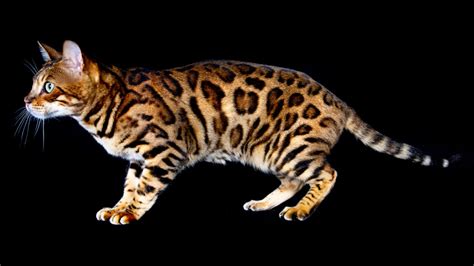 Where did the rest of the cat go? Bengal Cats Are Mini Leopard Hybrid Housecats | HowStuffWorks