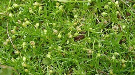 Pearlwort In Your Lawn How To Remove It And Prevent It From Returning