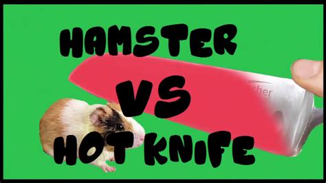Cas confirmés, mortalité, guérisons, toutes les statistiques Hamster Picture 835 1000 Jpg - Hamster picture 835 1000 ...