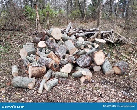 Pile Of Cut Logs Or Firewood In Forest Or Woods Stock Photo Image Of