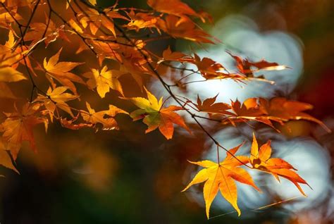 29 Interesting Facts About Japanese Maple Tree Worlds Facts