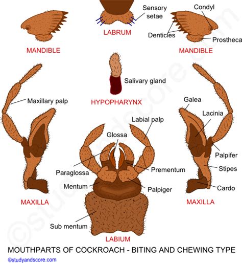 47 Best Of Types Of Mouth Parts In Insects Pdf Insectpedia