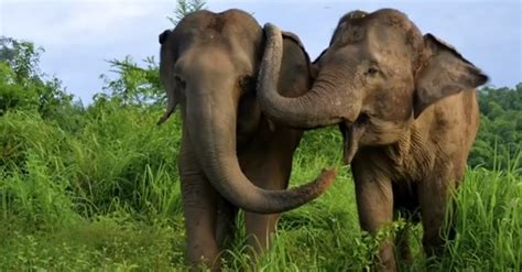 Empathetic Elephants Comfort One Another In A Way That Might Seem
