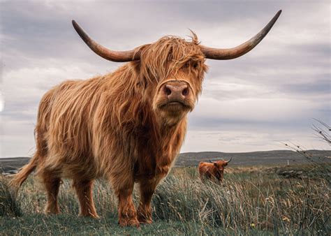 How Much Is A Highland Cow A Comprehensive Guide