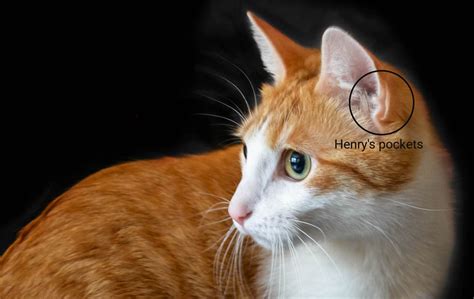 Cats Ears Anatomy Care And Disorders Of Cat Ears Cat World