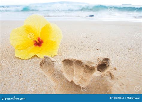 Yellow Hibiscus Flower On Hawaiian Beach Stock Image Image Of Fresh