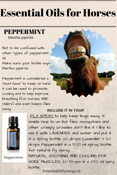 Essential Oils For Horses Peppermint Your Health In Your Hands