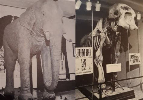 Jumbo The Elephant The Story Of London Zoos Most Famous Resident